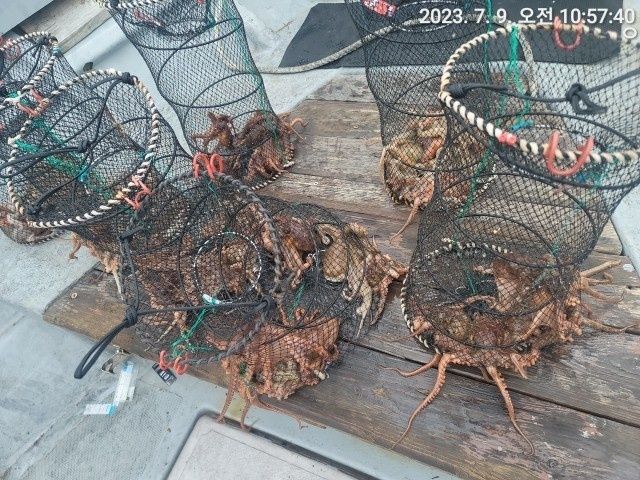 문어 돌문어 많이 나와요 잡으로 오세요
