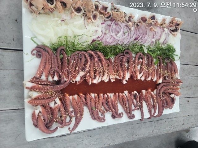 문어 돌문어 많이 나와요 잡으로 오세요