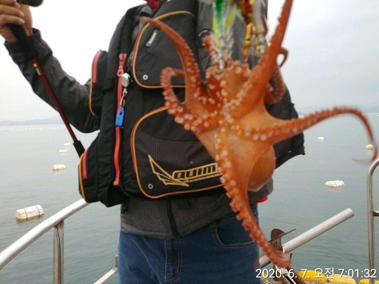 문어와 함께,고등 전갱이와 함께,보리멸 도다리와 함께
