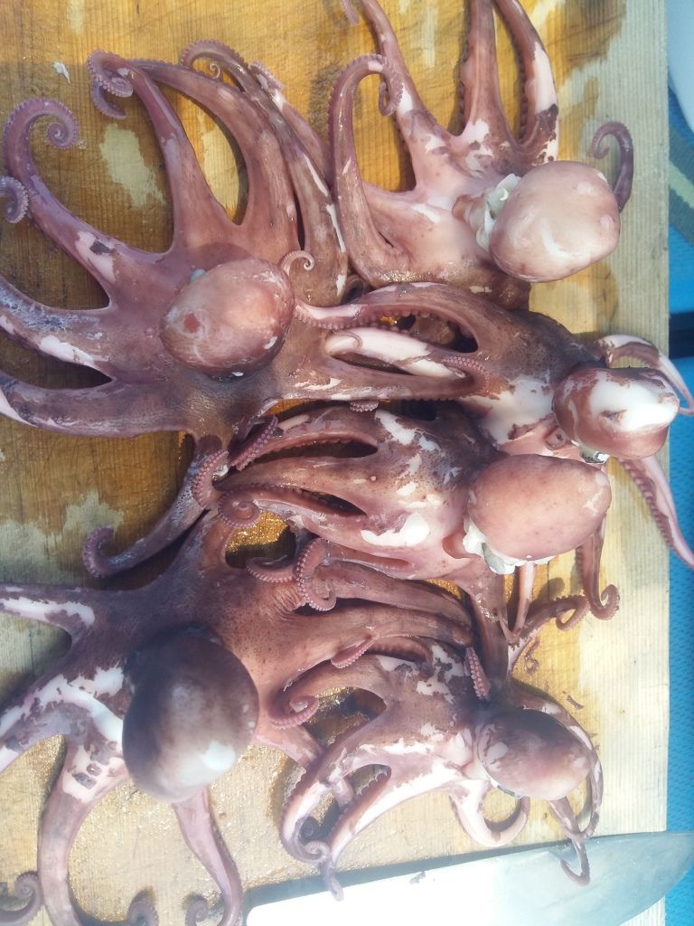 문어/돌문어 참 맛있어요^^